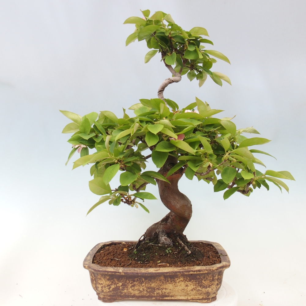 Bonsai voor buiten - Pseudocydonia sinensis - Chinese kweepeer
