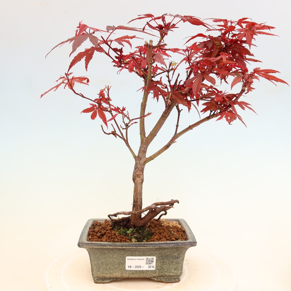 Buitenbonsai - Palmbladige esdoorn  - Acer palmatum Berry Broom 