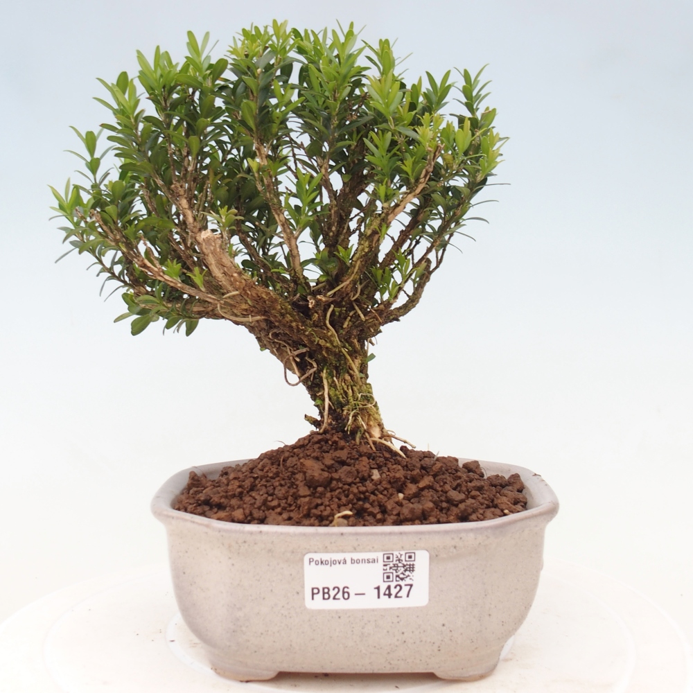 Kamerbonsai - Buxus harlandii - kurk buxus