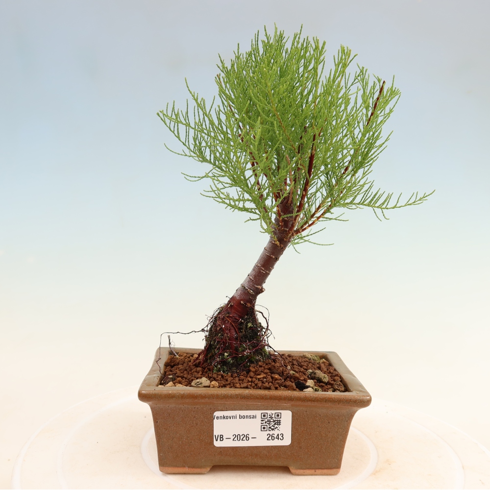 Bonsai voor buiten - Tamarisk - Tamarix