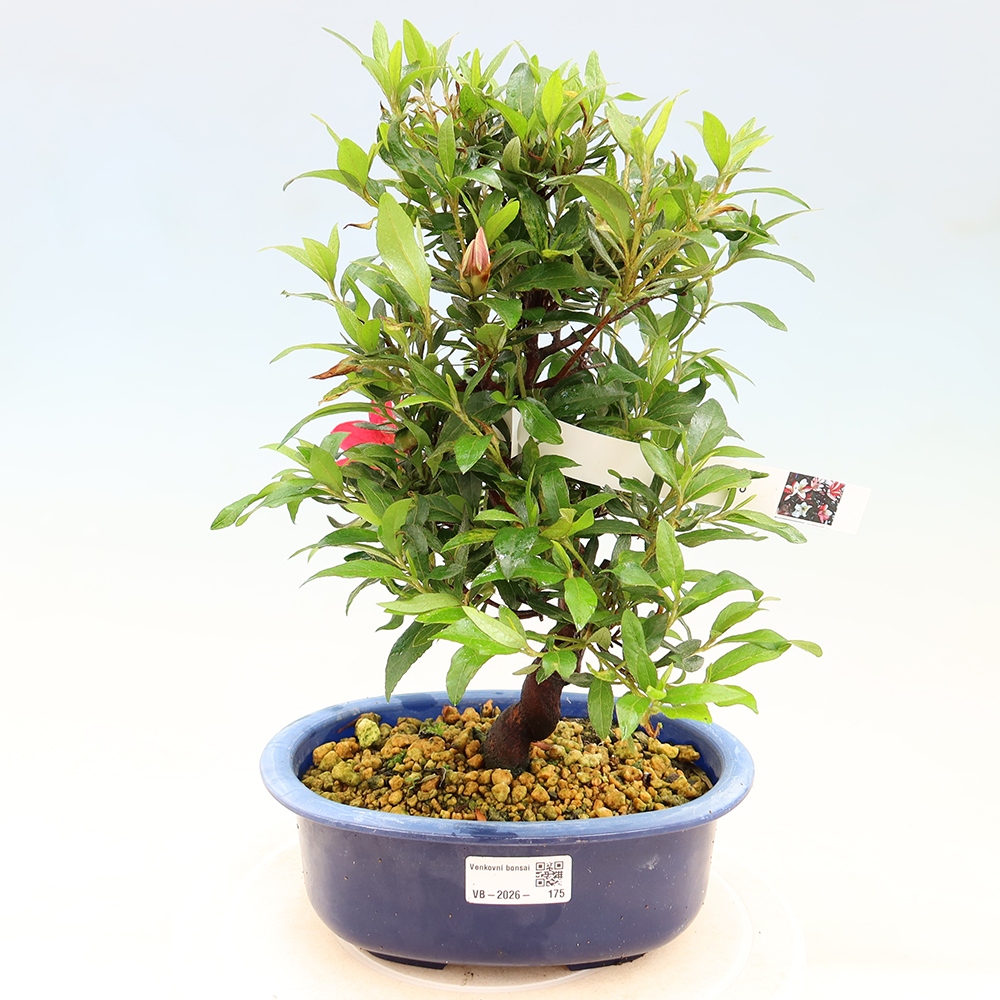 Bonsai voor buiten - Japanse azalea - Azalea CHIHIRO