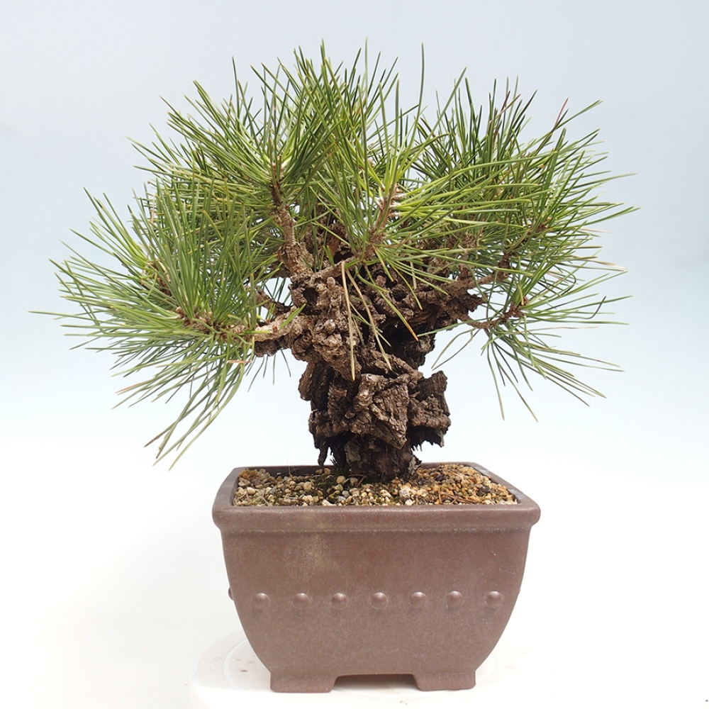 Bonsai voor buiten - Pinus thunbergii - Thunberg den