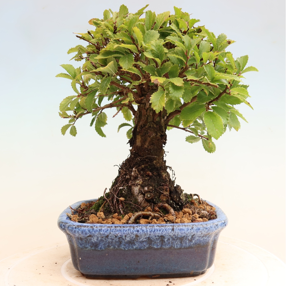 Bonsai voor buiten - Zelkova - Zelkova NIRE