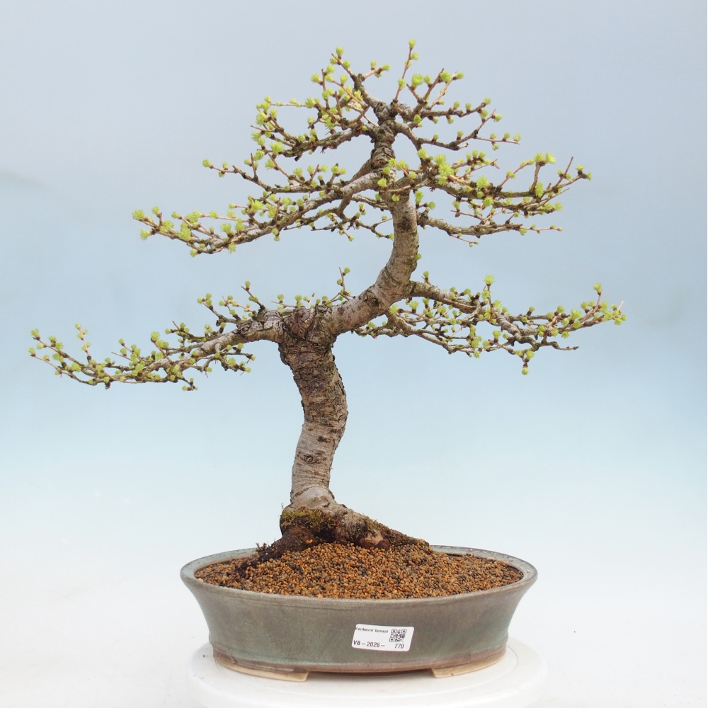 Bonsai voor buiten -Larix decidua - Lariks