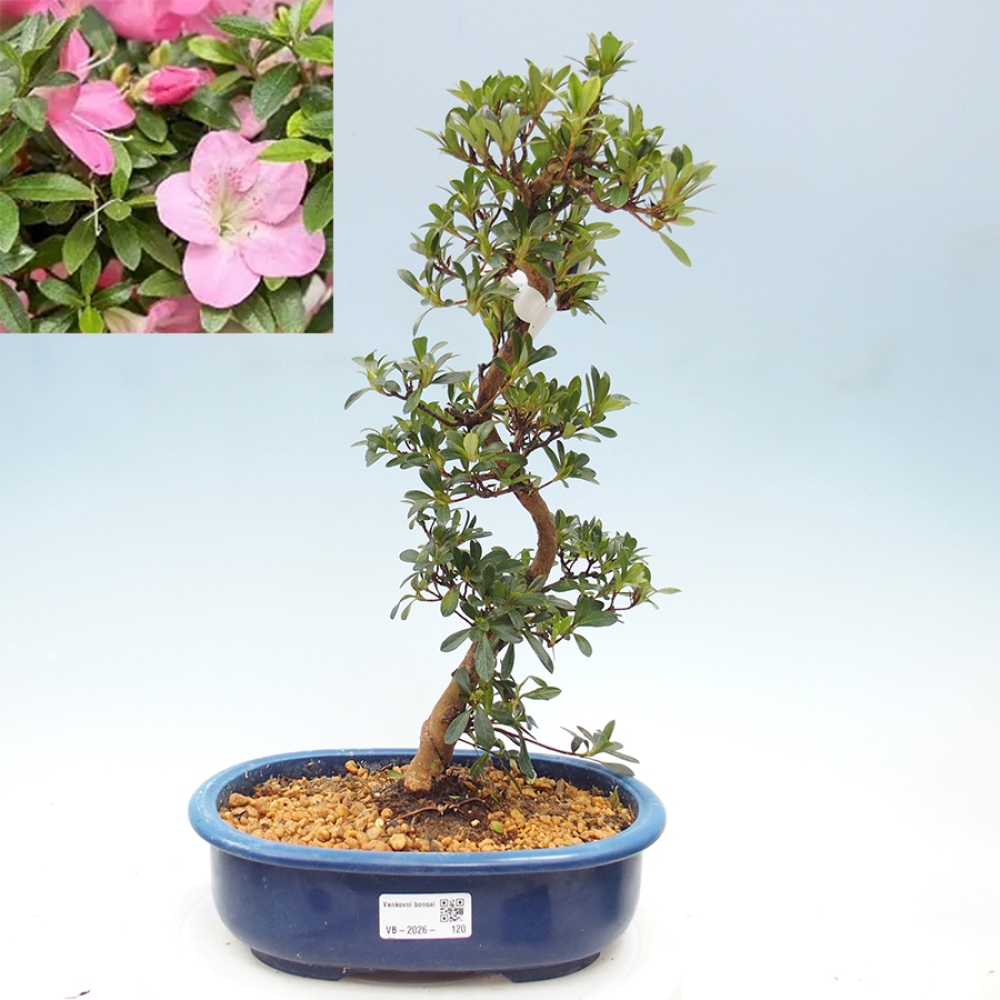 Bonsai voor buiten - Japanse Azalea - Azalea Santoka