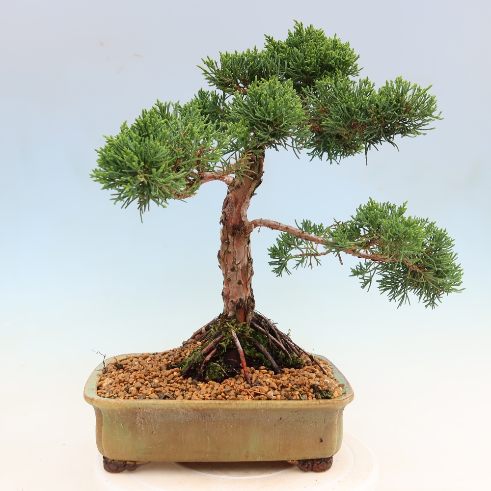 Bonsai voor buiten - Juniperus chinensis Kishu