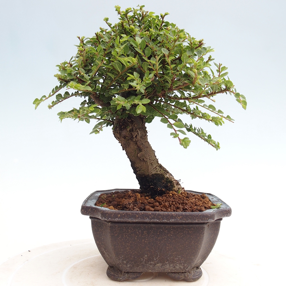 Bonsai voor buiten - Ulmus parvifolia Hokkaido - Chinese iep