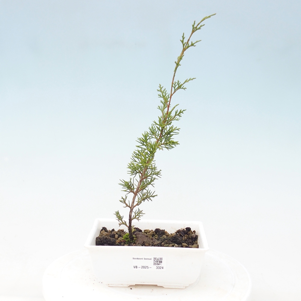 Bonsai voor buiten - Juniperus chinensis Itoigawa