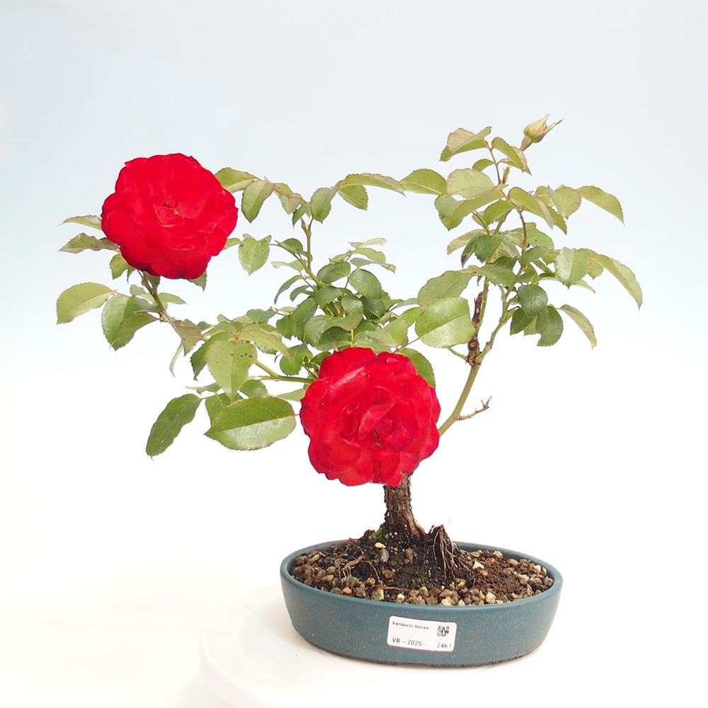 Bonsai voor buiten - Rosa Kordes - roos
