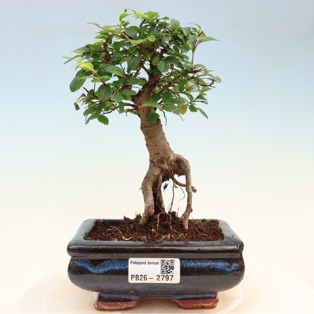 Kamerbonsai - Ulmus parvifolia - Winteriep