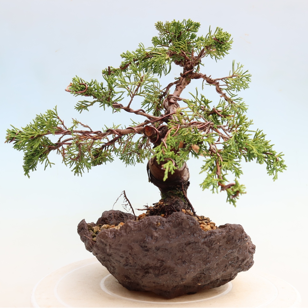 Bonsai voor buiten - Juniperus chinensis Itoigawa-Juniperus chinensis