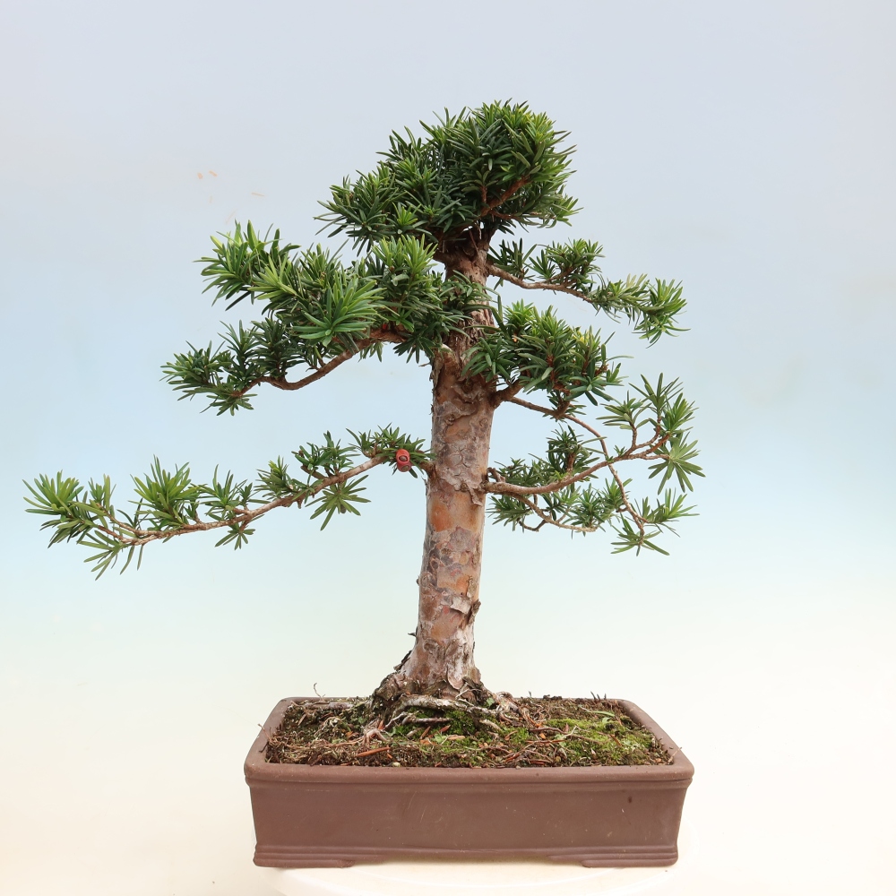 Bonsai voor buiten - Taxus cuspidata - Japanse Taxus