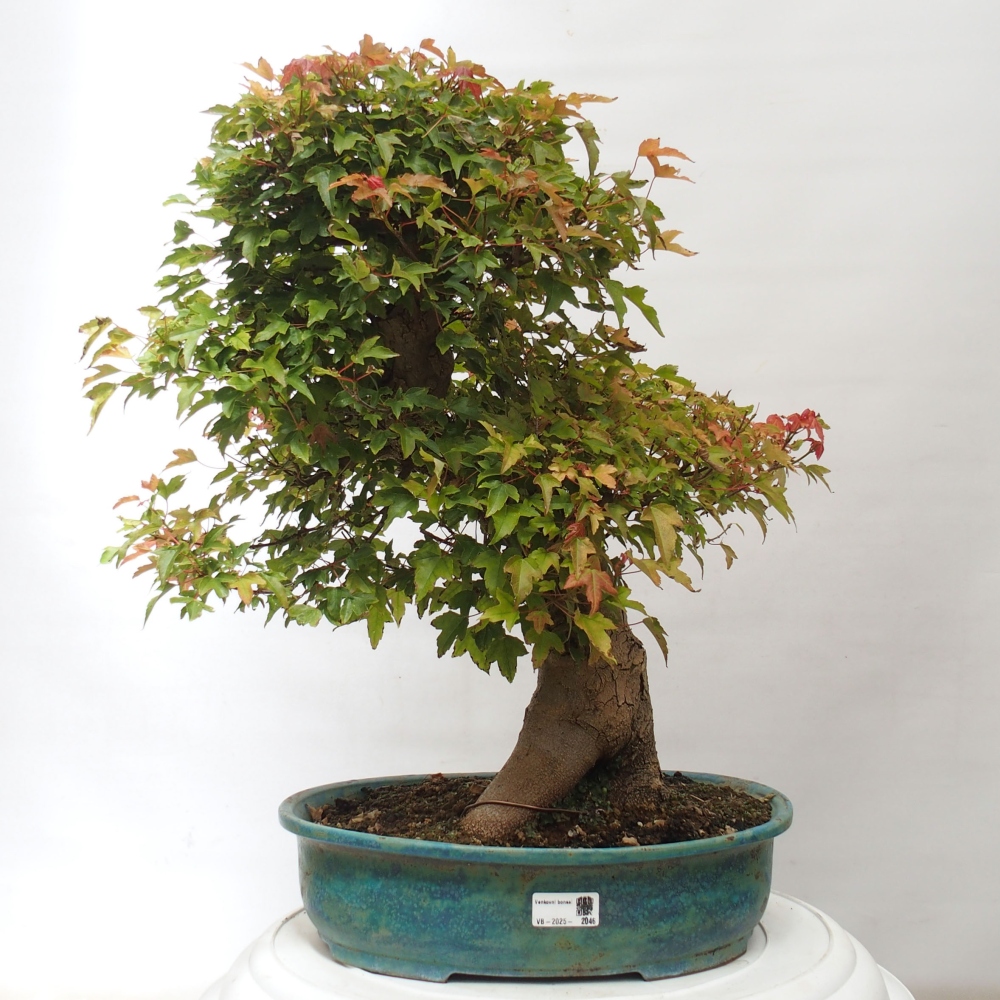 Bonsai voor buiten - Acer Buergerianum - Burgeresdoorn