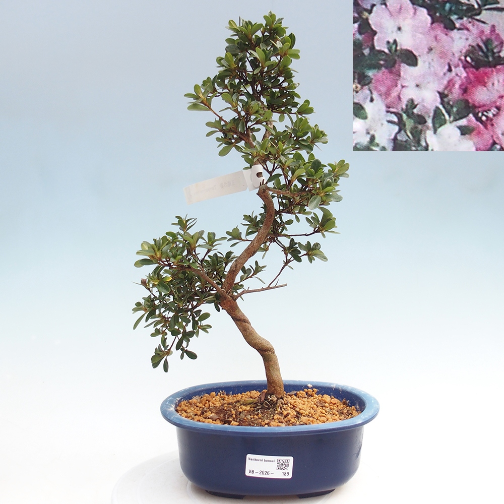 Bonsai voor buiten - Japanse Azalea - Azalea Tamaori-no-Haru
