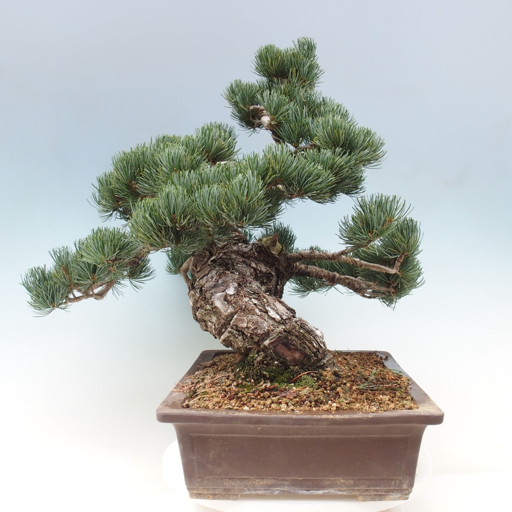 Bonsai voor buiten - Pinus parviflora - Pinus parviflora