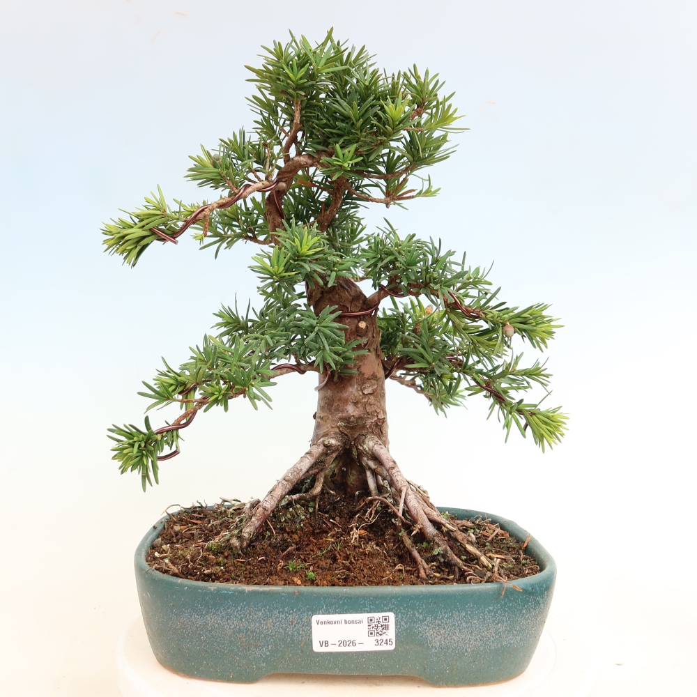 Bonsai voor buiten - Taxus cuspidata - Japanse Taxus