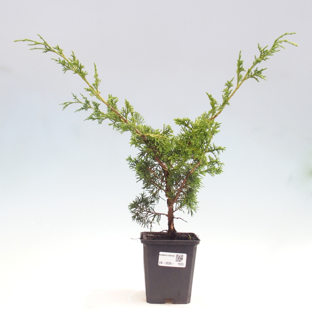 Bonsai voor buiten - Juniperus chinensis Itoigawa