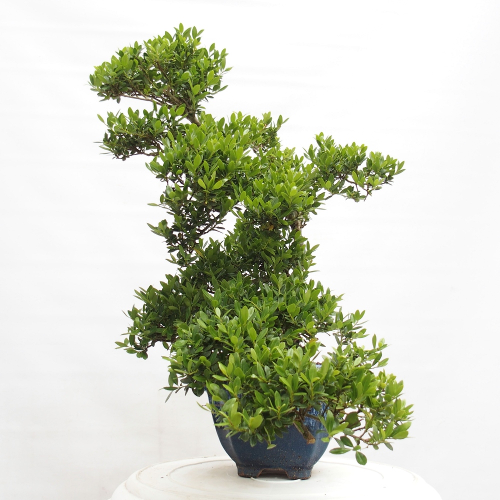 Kamerbonsai - Ilex crenata - Hulst