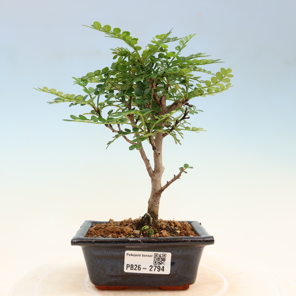 Kamerbonsai - Zantoxylum piperitum - peperboom