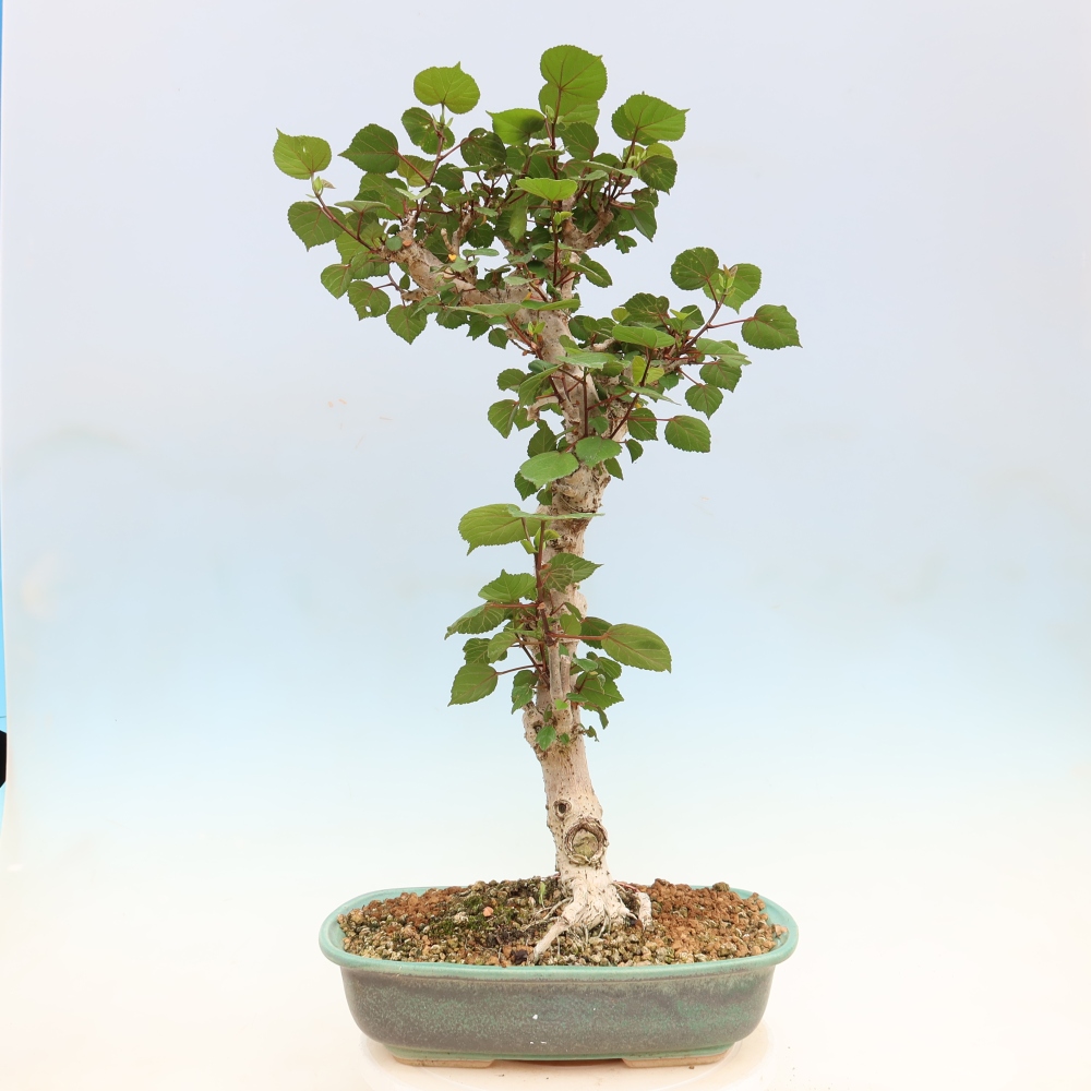 Bonsai voor binnen - Hibiscus tiliaceus - Zee Hibiscus