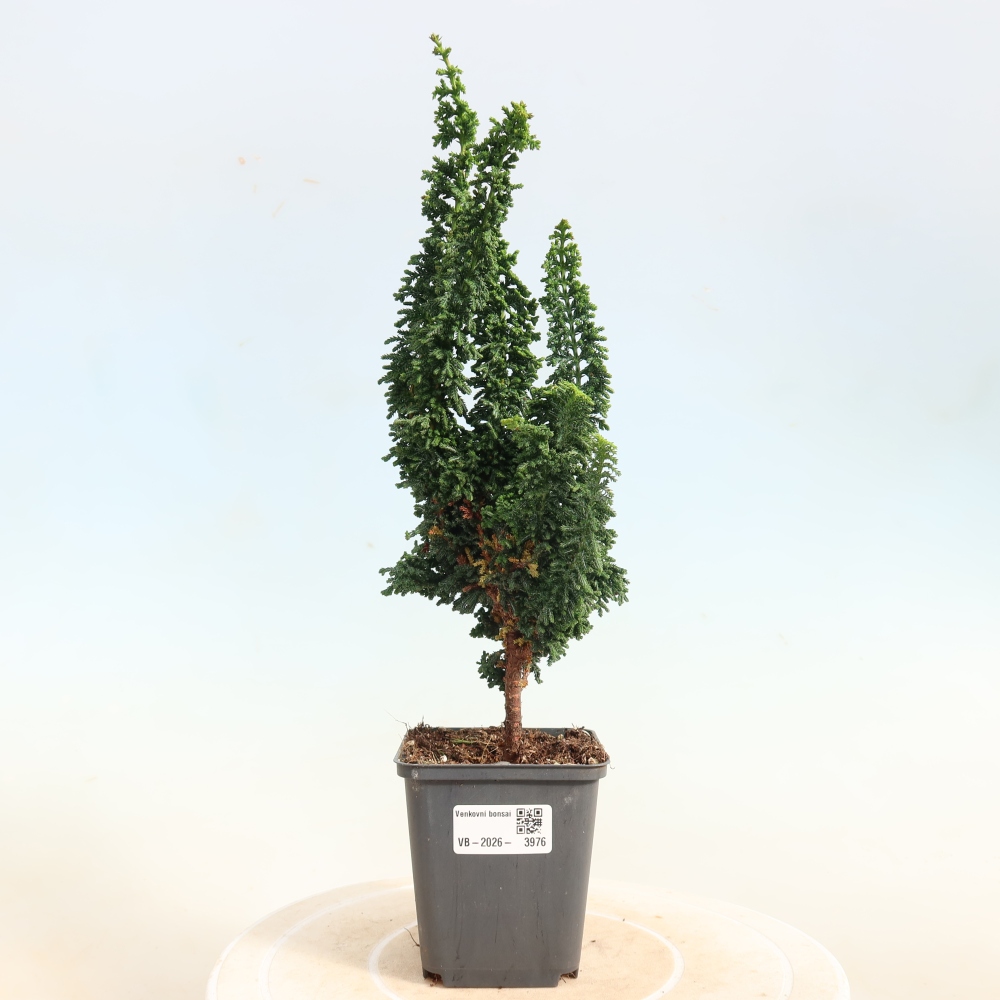 Bonsai voor buiten - Cham. obtusa SEKKA HINOKI - Cipres