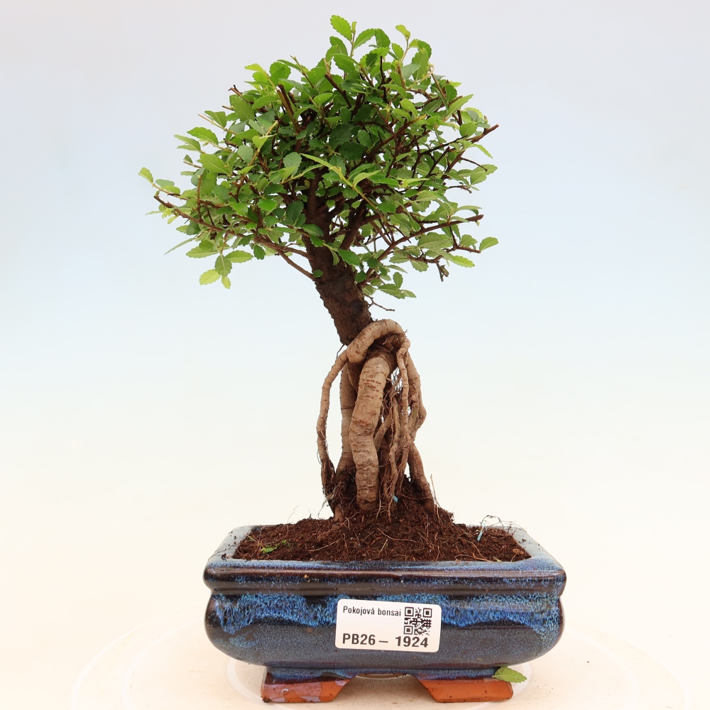 Kamerbonsai - Ulmus parvifolia - Winteriep