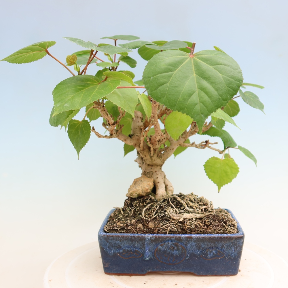 Bonsai voor binnen - Hibiscus tiliaceus - Zee Hibiscus