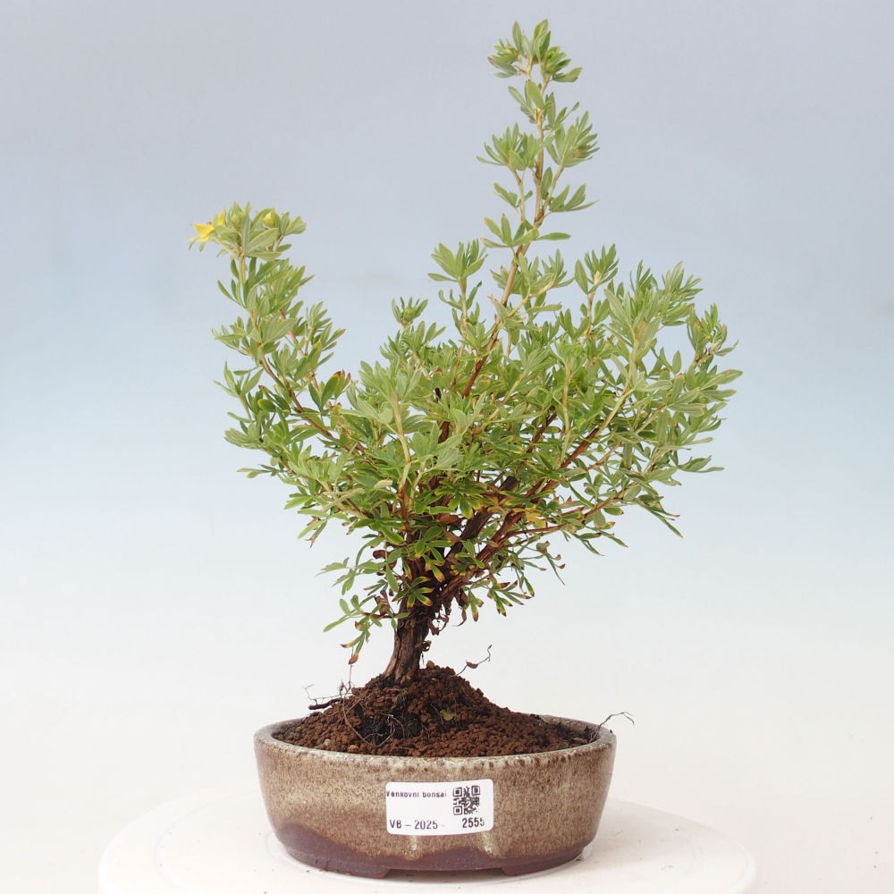 Bonsai voor buiten - Potentila fruticosa gele vogel