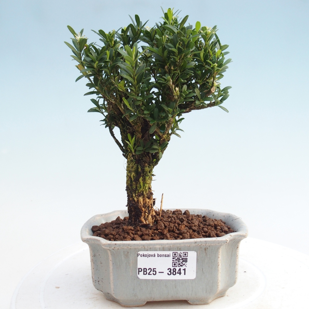 Kamerbonsai - Buxus harlandii - kurk buxus