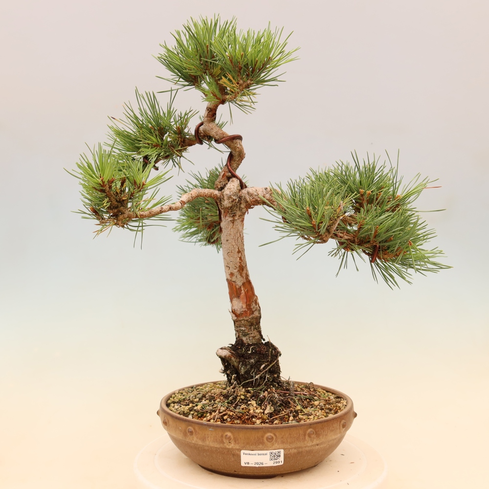 Bonsai voor buiten - Pinus Sylvestris Watererri - grove den