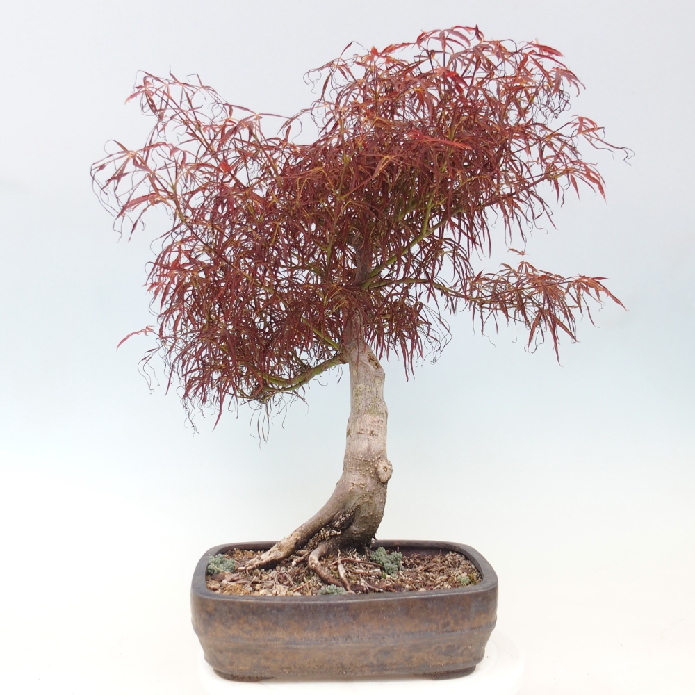 Bonsai voor buiten - Acer palmatum RED PYGMY