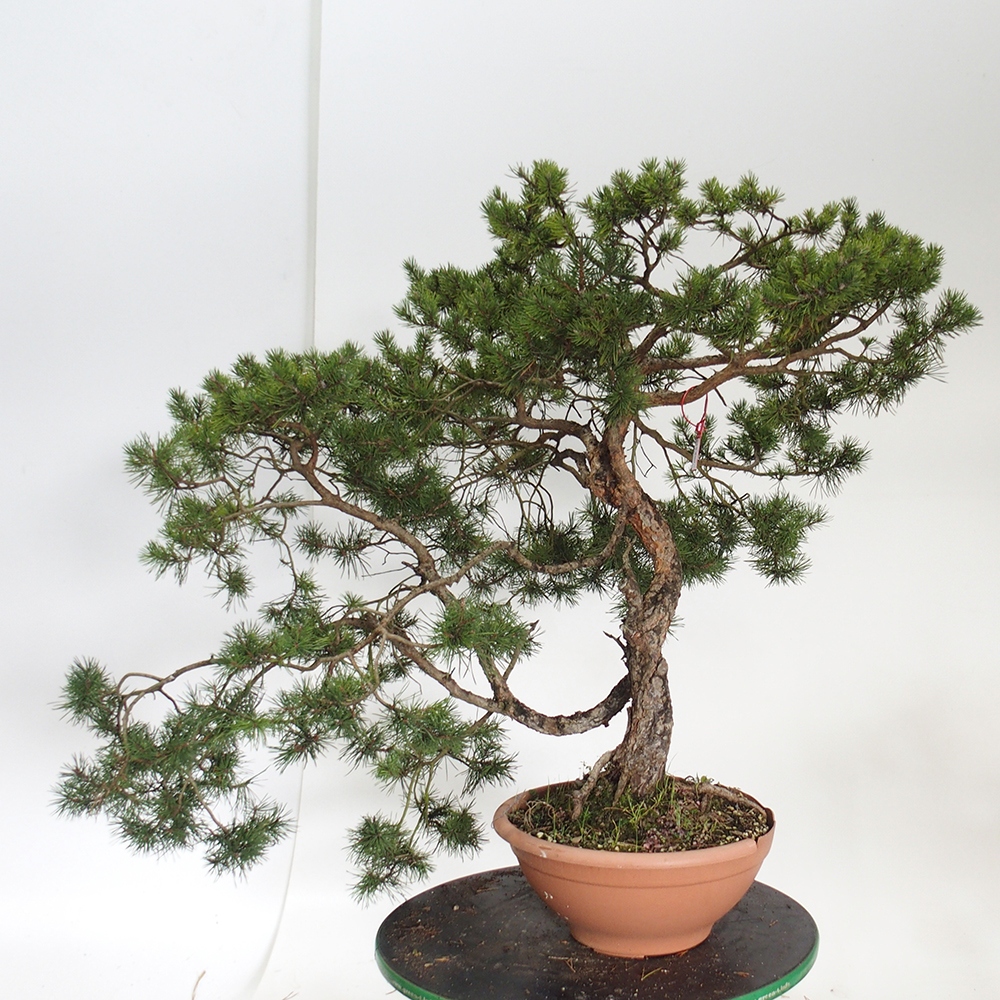 Yamadori - Pinus sylvestris Spanje