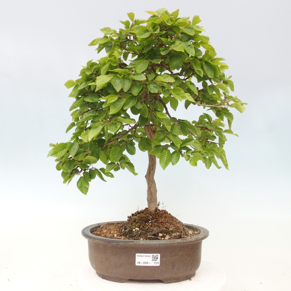 Bonsai voor buiten -Carpinus CARPINOIDES - Koreaanse haagbeuk