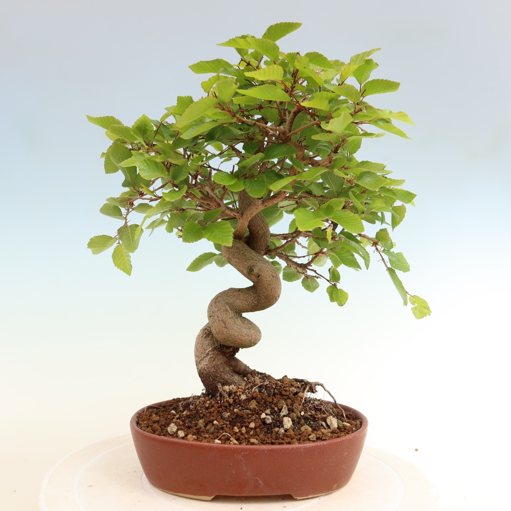 Bonsai voor buiten -Carpinus Coreana - Koreaanse haagbeuk