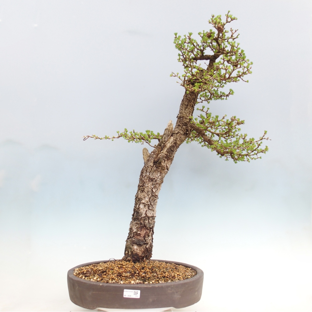 Bonsai voor buiten -Larix decidua - Lariks - Alleen palletvervoer