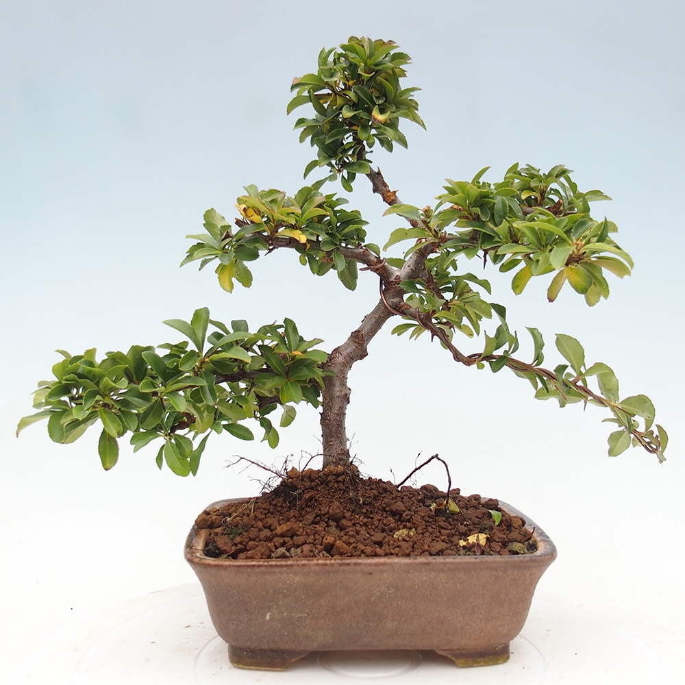 Bonsai-Pyracantha Teton voor buiten -Hlox