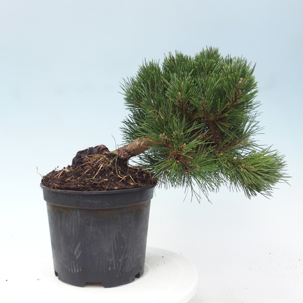Bonsai voor buiten - Pinus thunbergii senjyumaru - Thunberg den