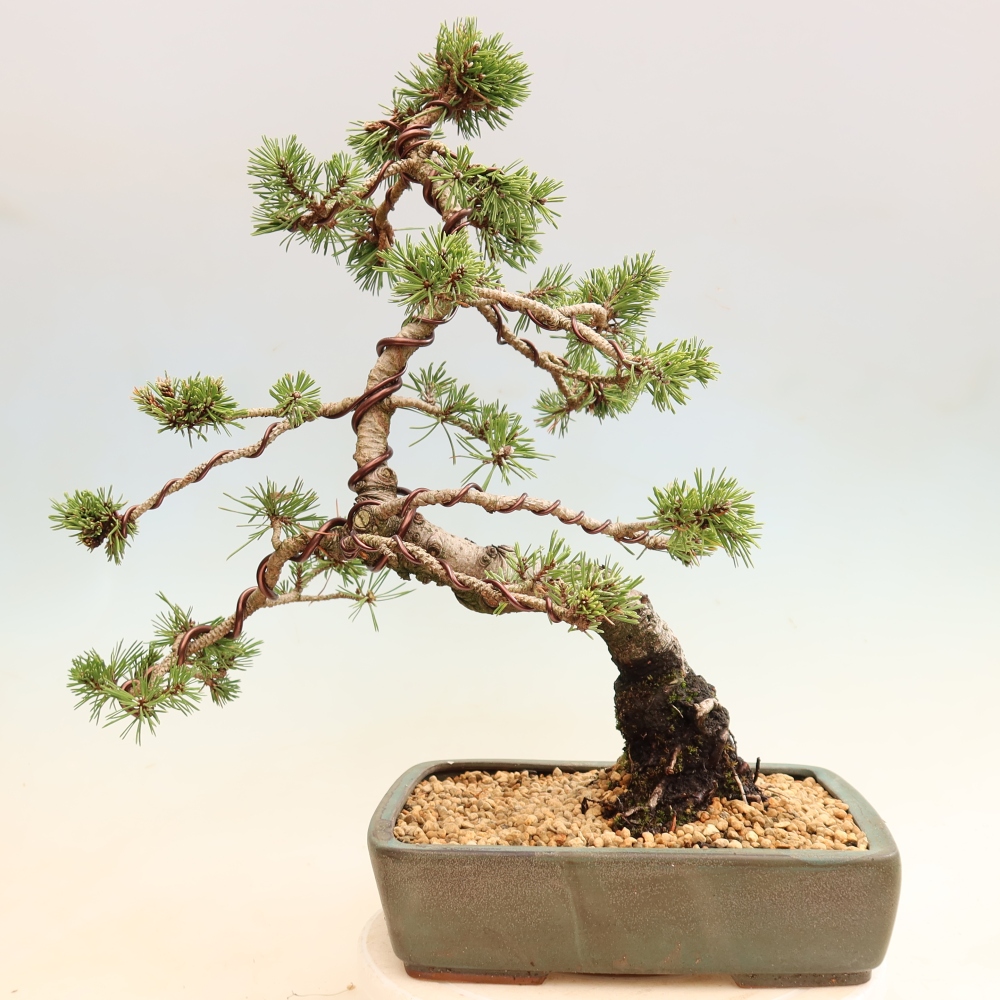 Bonsai voor buiten - Pinus mugo Humpy  - Bergden