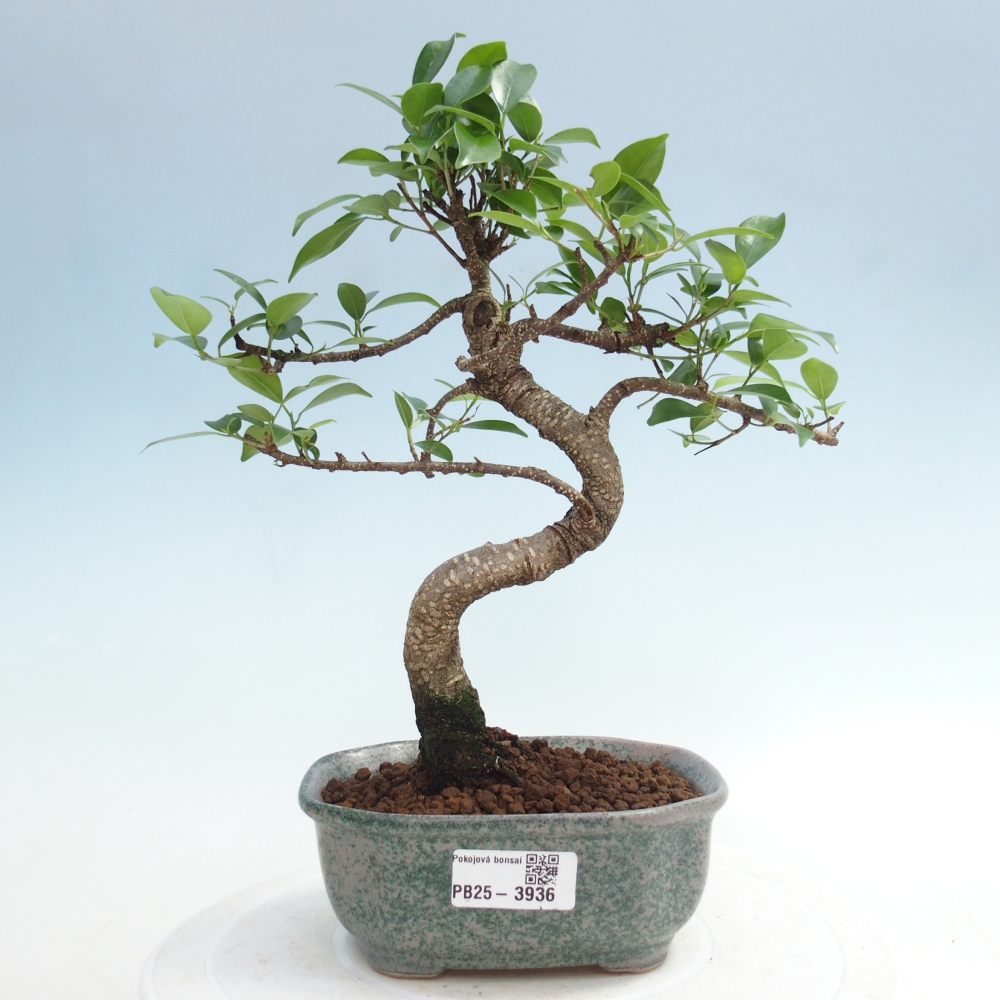 Kamerbonsai - Ficus retusa - kleinbladige ficus