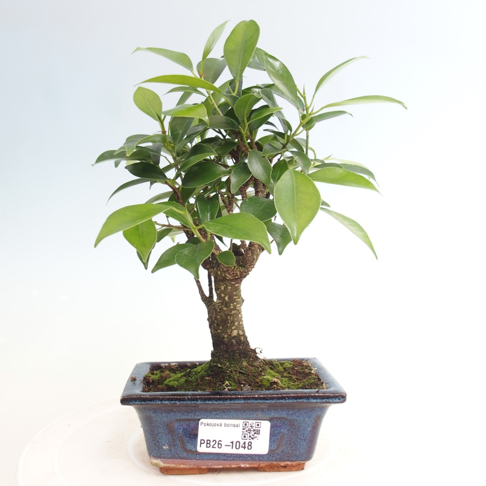 Kamer bonsai Ficus retusa kimmen