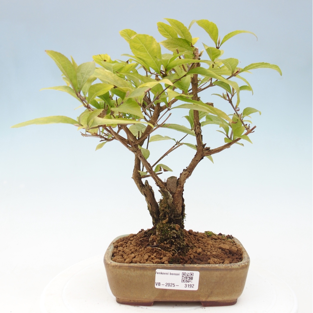 Bonsai voor buiten - Callicarpa japonica