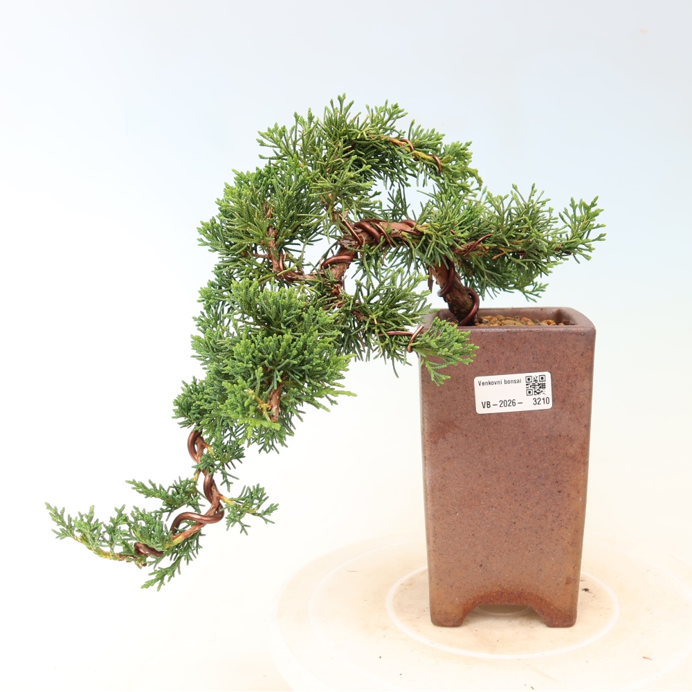 Bonsai voor buiten - Juniperus chinensis Kishu