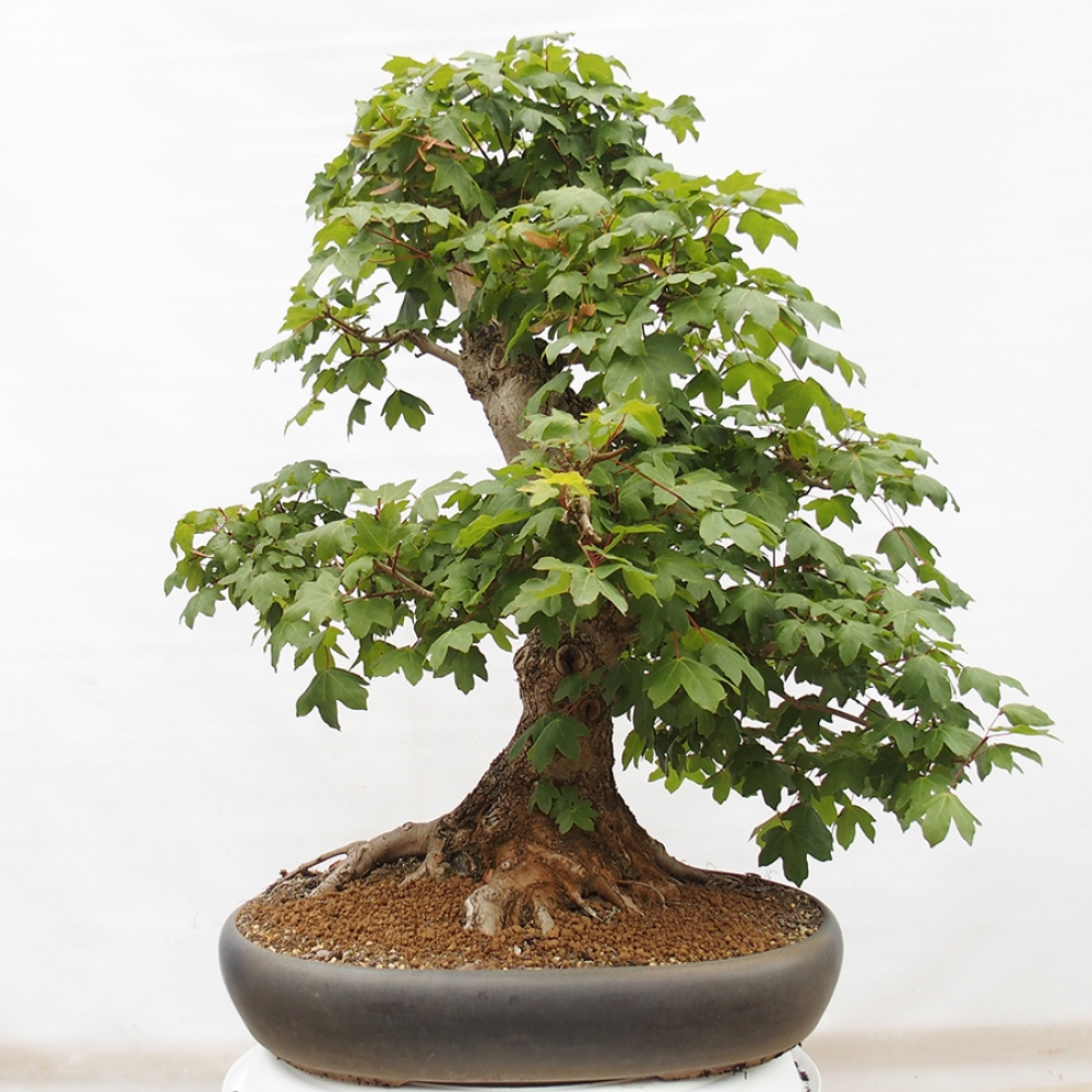Bonsai voor buiten -Javor babyka - Acer campestre