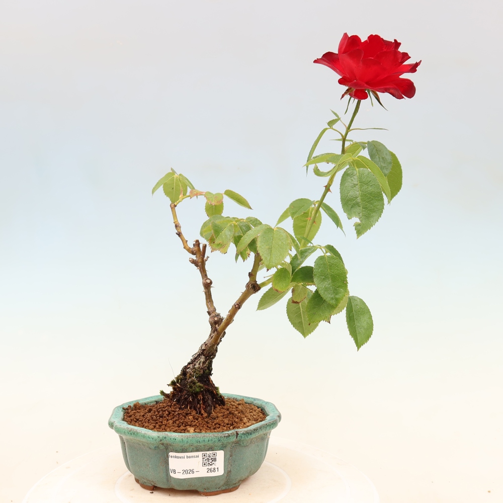 Bonsai voor buiten - Rosa Kordes - roos