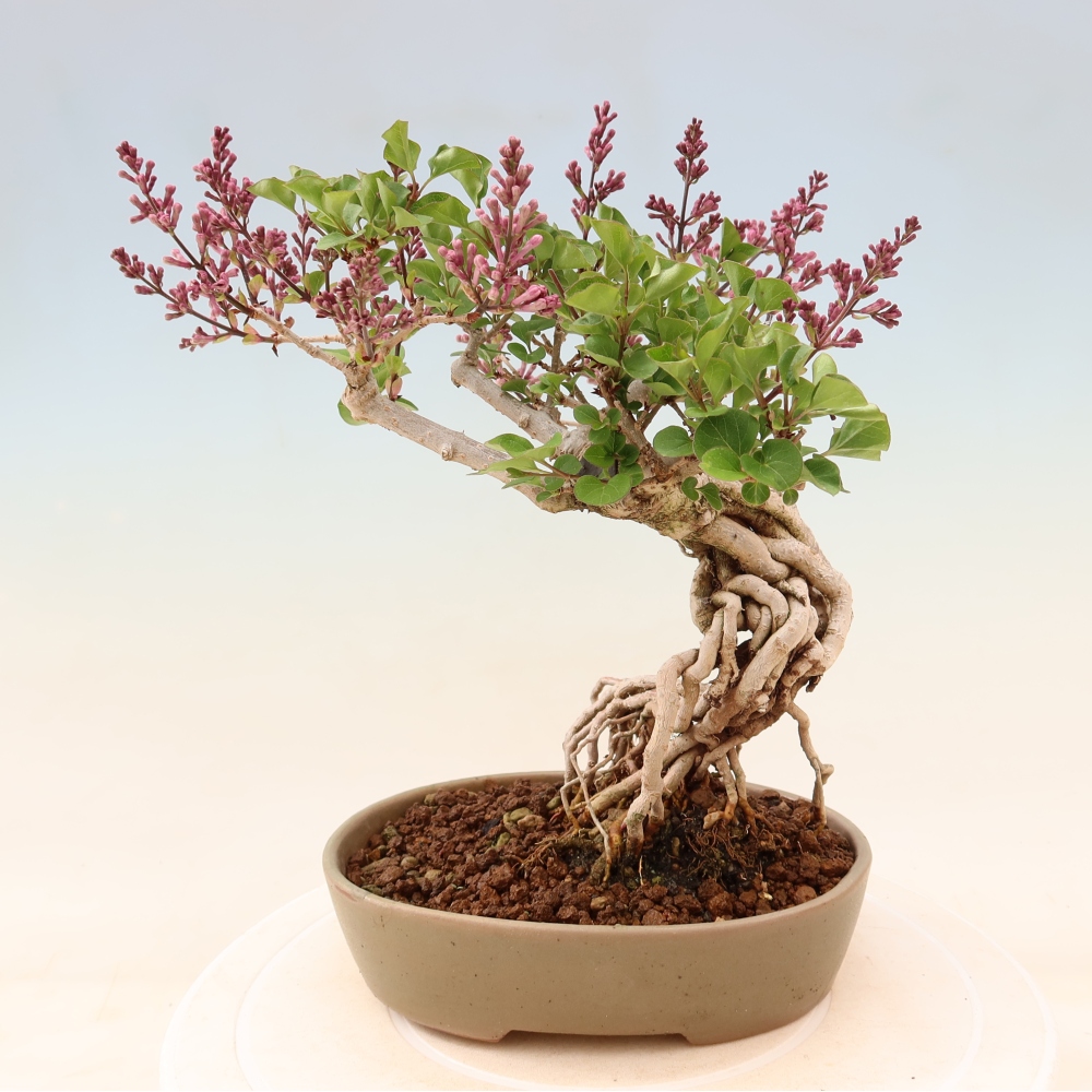 Bonsai voor buiten - Syringa microphylla - kleinbloemige sering