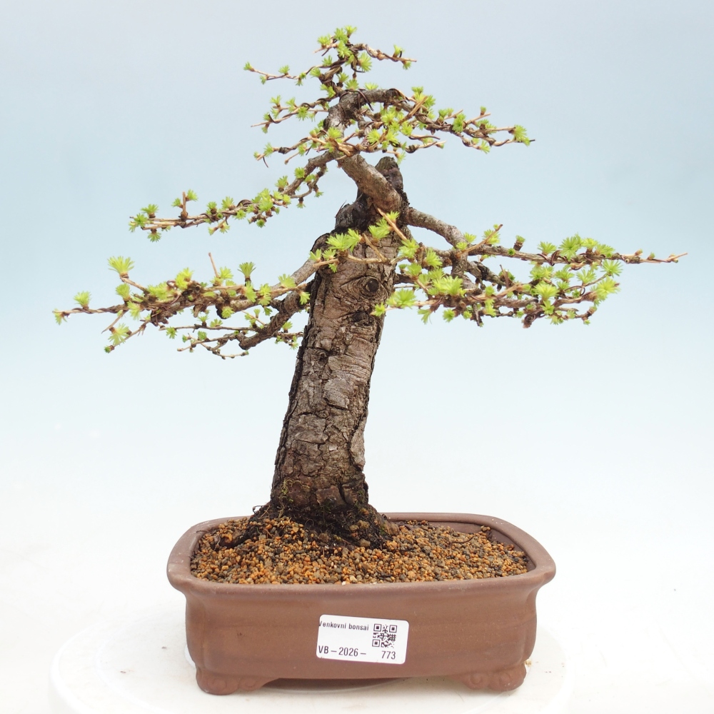 Bonsai voor buiten -Larix decidua - Lariks