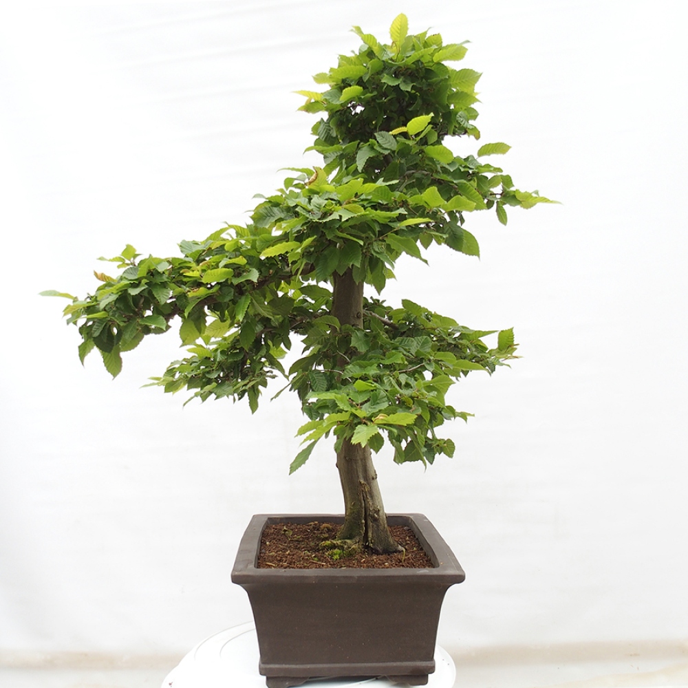 Bonsai voor buiten - Haagbeuk - Carpinus betulus
