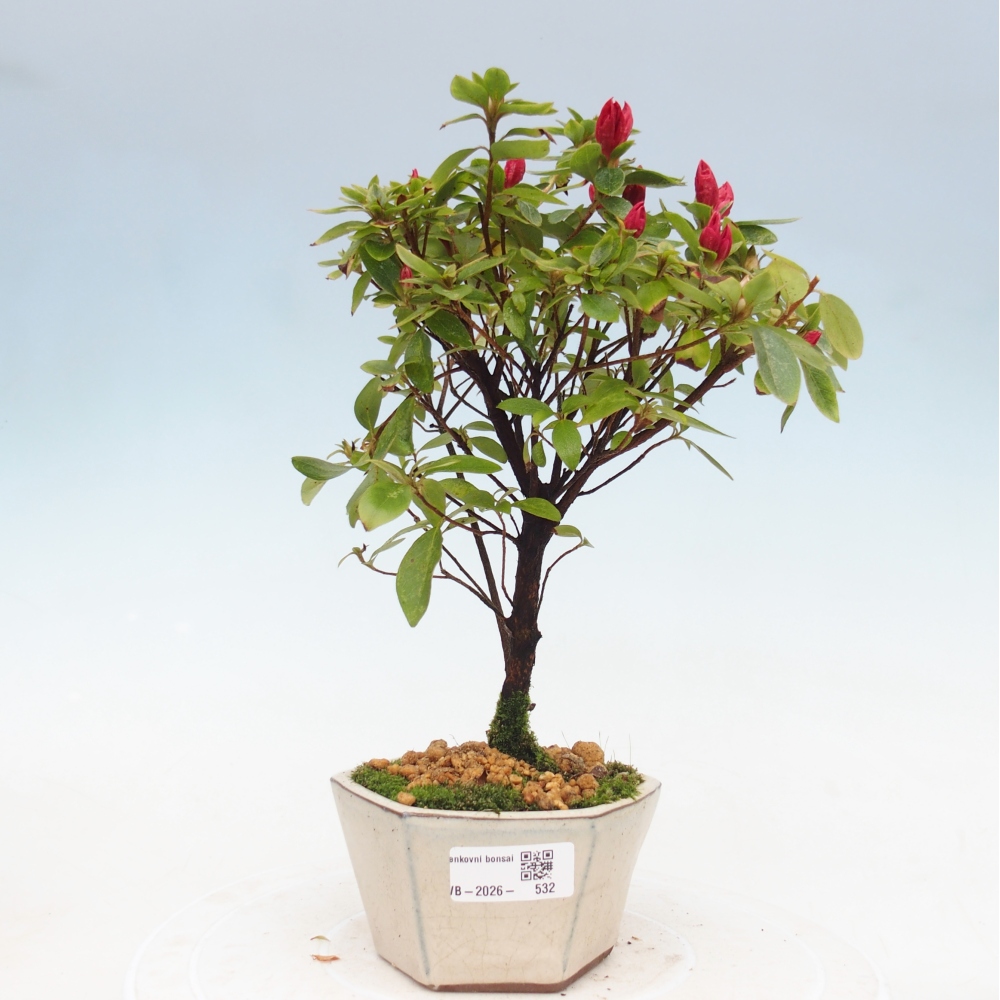 Bonsai voor buiten - Japanse azalea - Azalea sp.
