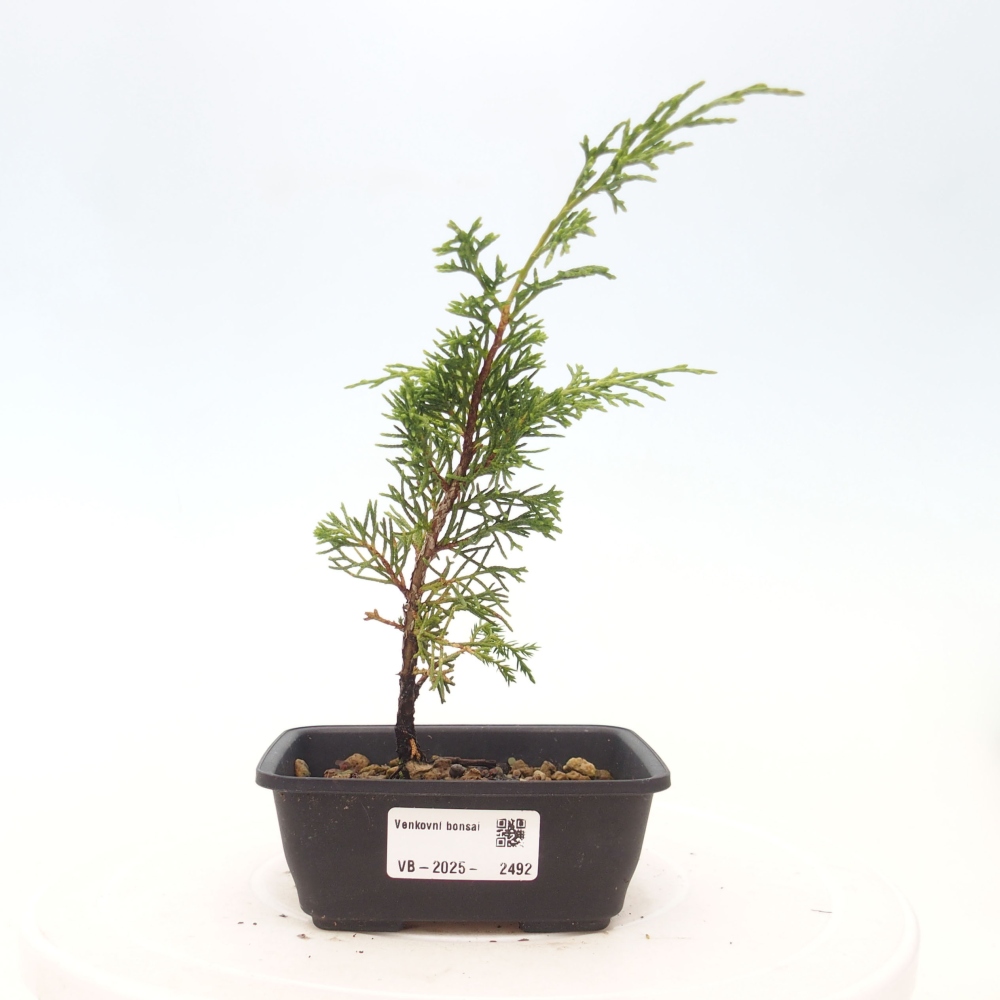 Bonsai voor buiten - Juniperus chinensis Itoigawa