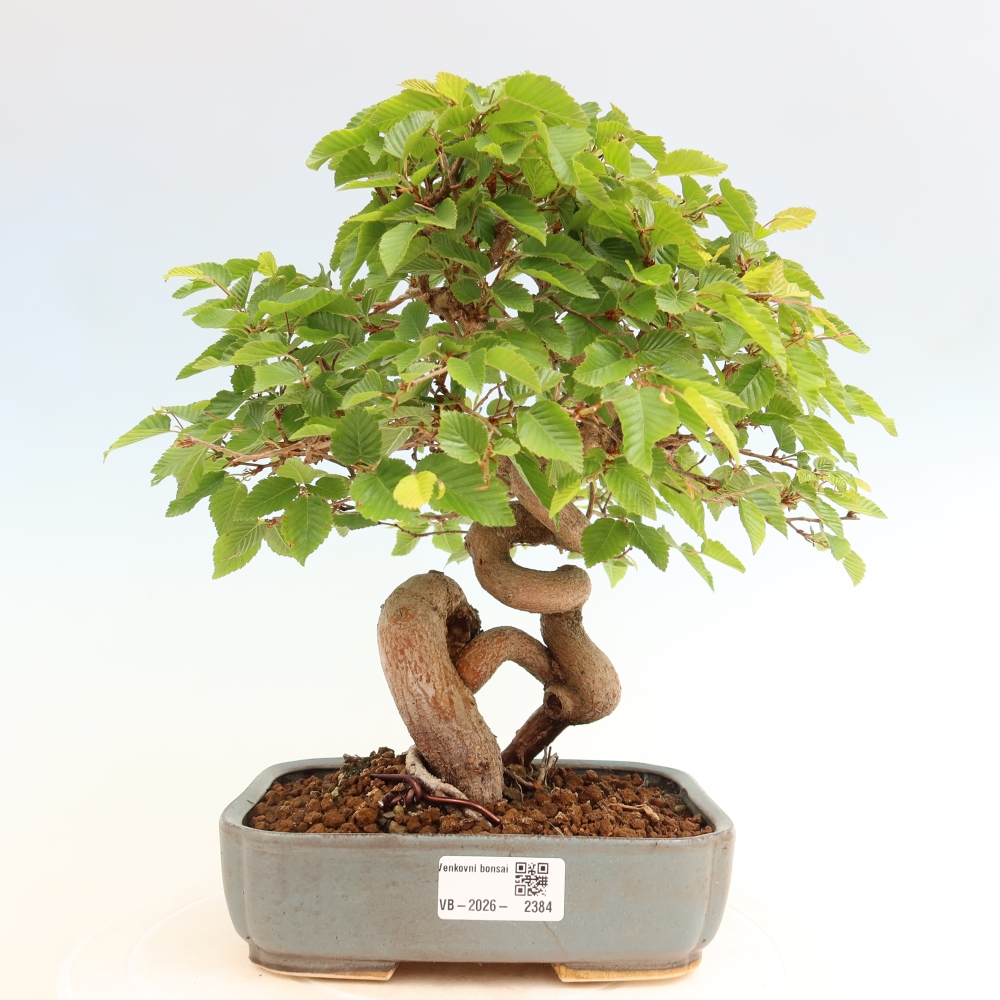 Bonsai voor buiten -Carpinus Coreana - Koreaanse haagbeuk
